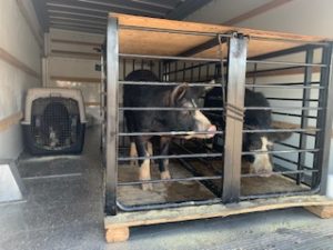 Tests & paperwork good to go, from the U.S. Breeder loaded in truck: