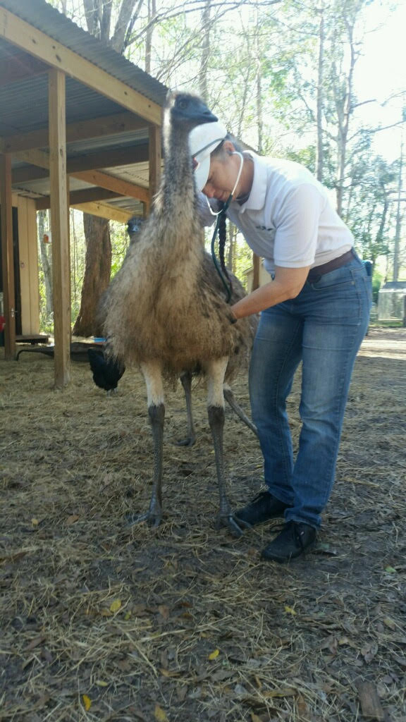 Ostrich Exam